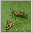 Panorpa cf hybrida - Skorpionsfliege w02.jpg